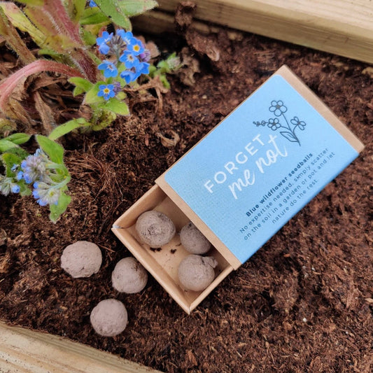 Forget Me Not Seedballs - BearHugs - Thinking Of You Gifts